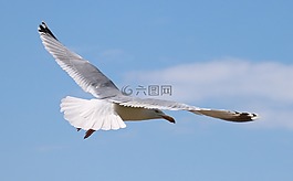 海鷗,飛行,鳥