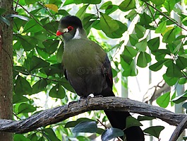 森林n鳥(niǎo),鳥(niǎo)坐,鳥(niǎo)休息
