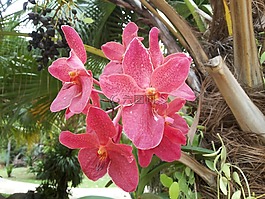 蘭花,花,性質(zhì)