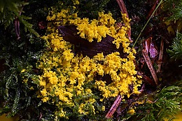 粘菌,myxomycetes,黄色lohblüte