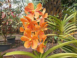 蘭花,花,性質(zhì)