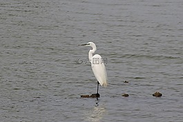 動物,河,蒼鷺