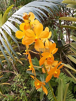 蘭花,花,性質(zhì)