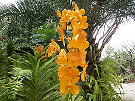 蘭花,花,性質(zhì)