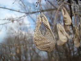 性質(zhì),植物,樹