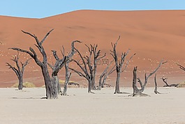 deadvlei,沙漠,樹