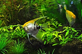 魚(yú),坦克,旱廁