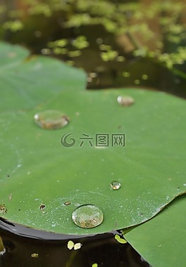 百合港口,下降,綠色