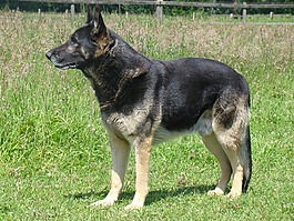 德國牧羊犬,sch?fer的狗,狗