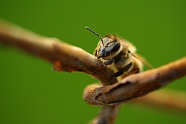 蜜蜂,宏,動物
