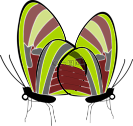 蝴蝶,昆蟲(chóng),動(dòng)物
