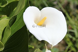 鮮花,植物,馬蹄蓮