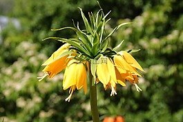 花,性質(zhì),黃色