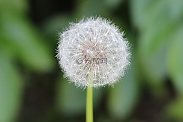蒲公英,花,廠