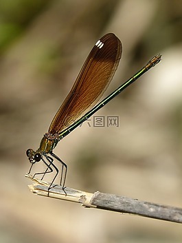 libella,黑蜻蜓,calopteryx haemorrhoidalis