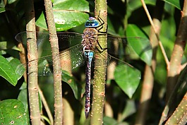 蜻蜓,動(dòng)物,昆蟲(chóng)