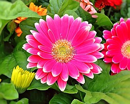 花園,雛菊,春