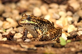青蛙,動物