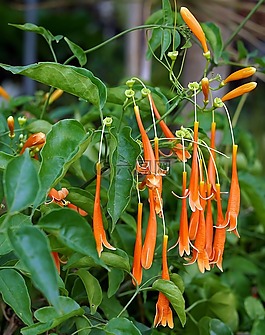 佛羅里達(dá),火焰,藤
