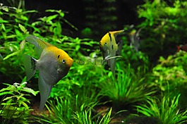 魚(yú),坦克,旱廁