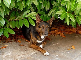 狗,牧羊犬的混合,狂妄