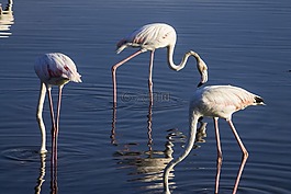 鳥(niǎo),野生動(dòng)物,火烈鳥(niǎo)