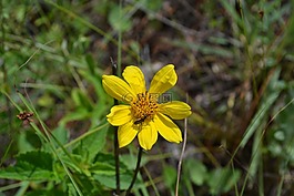 花,昆蟲(chóng),性質(zhì)