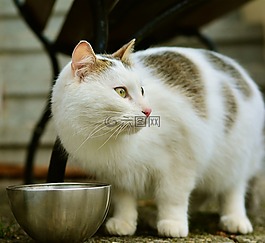 貓,哺乳動物,可愛
