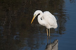 野生動物,鳥,白鷺