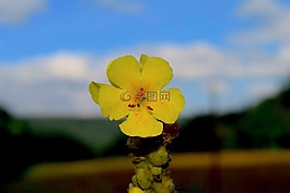 花,黃色,盛開