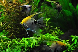 魚,坦克,旱廁
