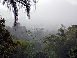 霧,叢林,森林