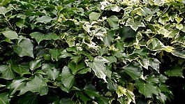 常春藤,綠色,葉子