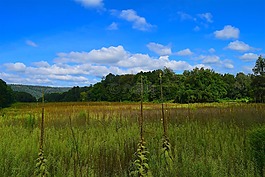原野,自然,景觀