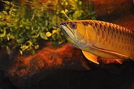 魚,坦克,旱廁