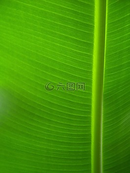 植物,綠色,葉