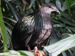 黑風箏鳥,milvus鳥,鳥