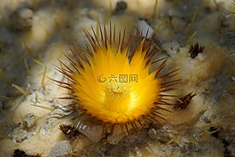 仙人掌花,黃色,明星
