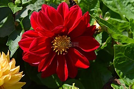花,紅色,花瓣