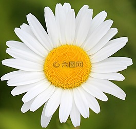 雛菊,花,春