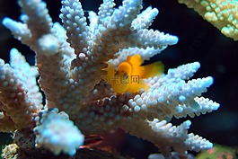 魚,礁,珊瑚