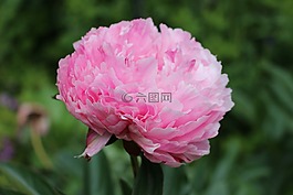 花,紫,粉红色