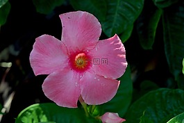 花,粉紅色,花瓣