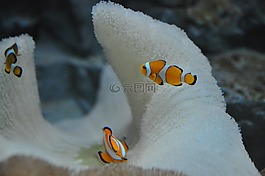 魚,坦克,旱廁