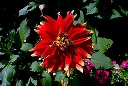 花,紅色,花瓣