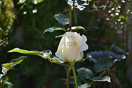 鮮花,花園,羅莎