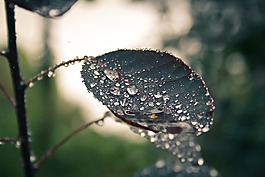 性質(zhì),雨滴,葉子