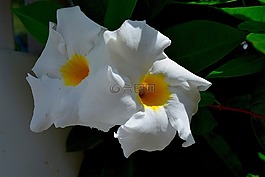 花,白,花瓣