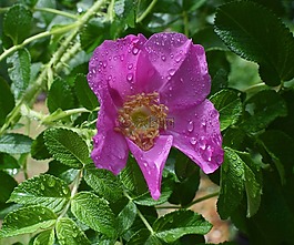 熱粉紅色的藿香雨滴,特寫,雨滴