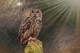 性質,動物世界,鳥